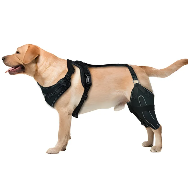 Hind leg knee brace for dogs, product photo 5