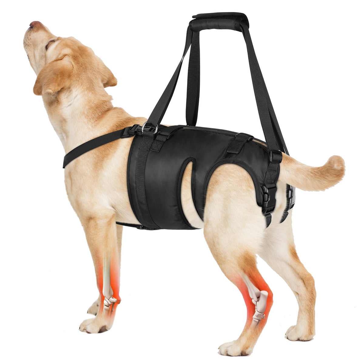 Rear lift harness for large dogs, product photo 2