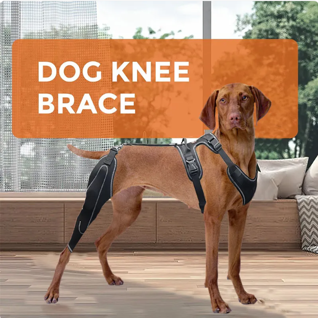 Dog wearing a hind leg knee brace attached to a harness