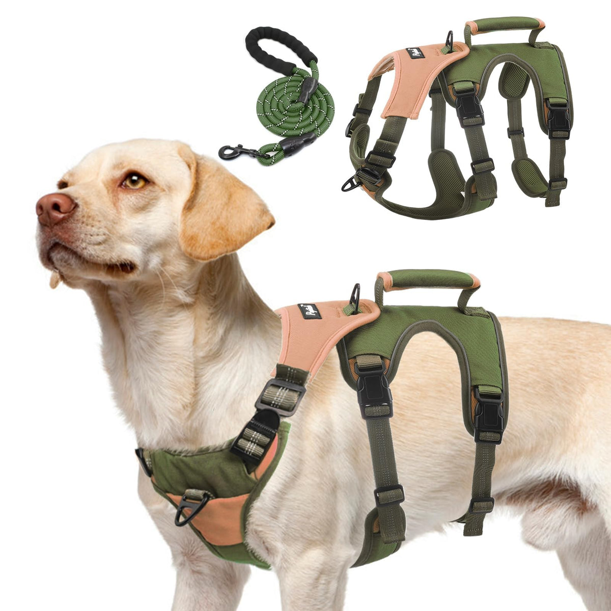 Dog wearing a no-pull harness with a lift handle for extra support
